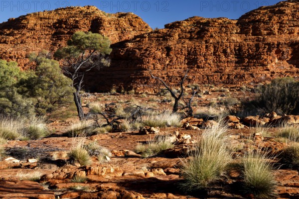 Rugged landscape of Kings Canyon with typical vegetation in Watarrka National Park, Watarrka National Park, Northern Territory, Australia