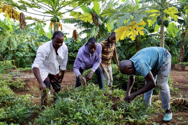 Worker tending a fruit and vegetable garden in the center, Nongotanakaha, null, Côte d'Ivoire