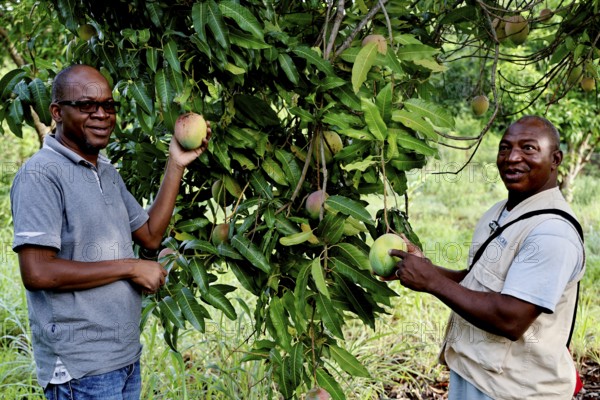 Two men harvesting mango trees at the rehabilitation center, Nongotanakaha, null, Côte d'Ivoire