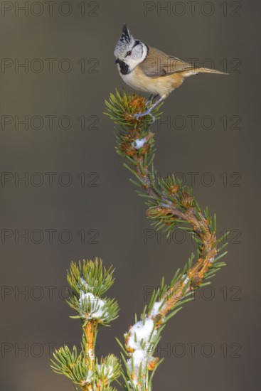 Crested Tit (Lophophanes Scalloped ribbonfish), on a spruce top covered with snow, Swabian Alb Biosphere Reserve, Baden-Württemberg, Germany