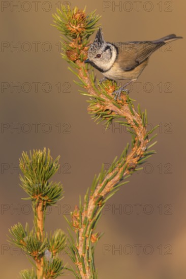 Crested Tit (Lophophanes cristatus), on spruce top, Swabian Alb Biosphere Reserve, Baden-Württemberg, Germany