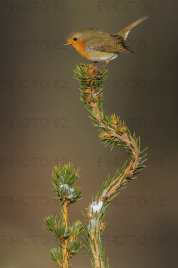 Robin (Erithacus rubecula), on a snow-covered spruce top, Swabian Alb biosphere reserve, Baden-Württemberg, Germany