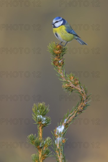 Blue tit (Cyanistes caeruleus), on a snow-covered spruce top, Swabian Alb biosphere reserve, Baden-Württemberg, Germany