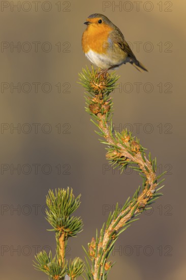 European robin (Erithacus rubecula), on spruce top, Swabian Alb biosphere reserve, Baden-Württemberg, Germany