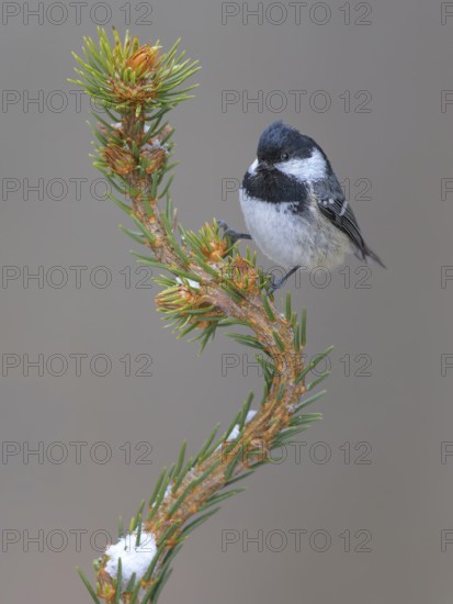 Fir tit (Periparus ater), on a spruce top covered with snow, Swabian Alb biosphere reserve, Baden-Württemberg, Germany