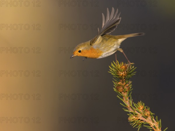 Robin (Erithacus rubecula), taking off from a spruce top, Swabian Alb biosphere reserve, Baden-Württemberg, Germany