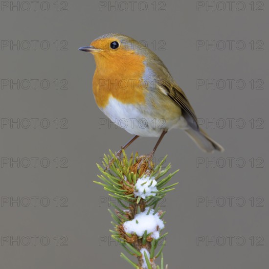 Robin (Erithacus rubecula), on a snow-covered spruce top, Swabian Alb biosphere reserve, Baden-Württemberg, Germany