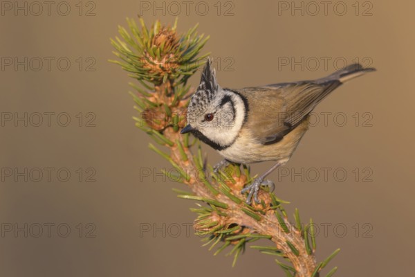 European robin (Erithacus rubecula), on spruce top, Swabian Alb biosphere reserve, Baden-Württemberg, Germany