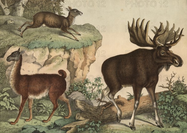 Animals: llama, auchenia lama, musk moschiferus, elk, Alces jubata, school picture, authentic reproduction of a school mural, around 1900, exact date unknown, historical