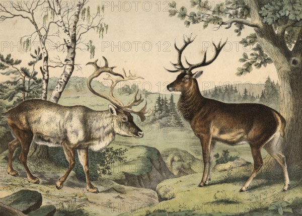 Animals: reindeer, Tarandus rangifer, noble deer, Cervus elaphus, school painting, authentic reproduction of a school mural, around 1900, exact date unknown, historical