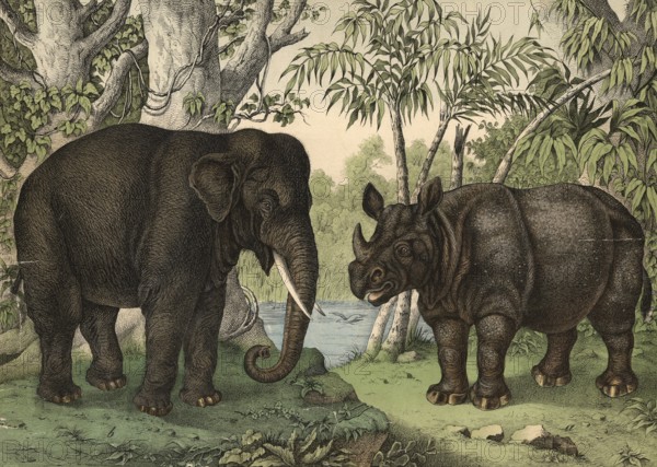 Animals: Indian elephant, Elephas indicus, Indian rhinoceros, Rhinocerus indicus, school picture, authentic reproduction of a school mural, around 1900, exact date unknown, historical