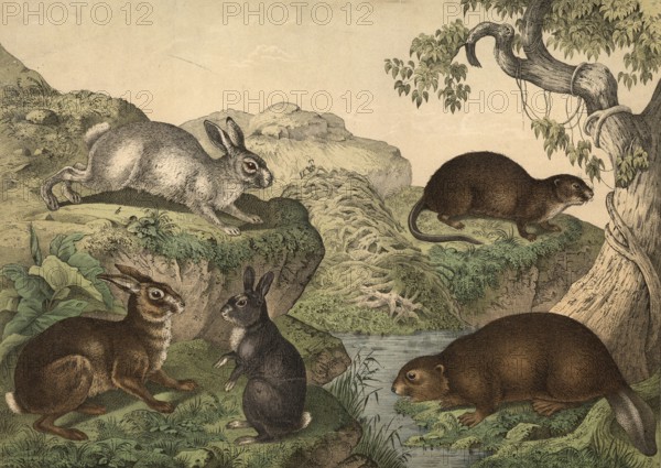 Rodents: hare, Lepus timidus, alpine hare, Lepus variabilis, rabbit, Lepus cuniculus, beaver, castor fiber, muskrat, fiber cibethicus, school picture, authentic reproduction of a school mural, around 1900, exact date unknown, historical