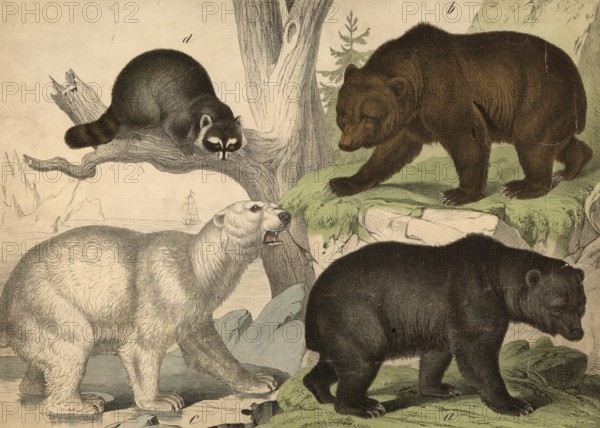 Predators, bears: black bear, Ursus americanus, brown bear, Ursus arctos, polar bear, thalassarctos polaris, raccoon, Procyon lotor, school picture, authentic reproduction of a school mural, around 1900, exact date unknown, historical