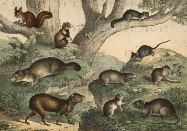 Rodents: Aguti, Dasyprocta aguti, hamster, Cricetus frumentarius, groundhog, Arctomys marmota, squirrel, Sciurus vulgaris, dormouse, Glis vulgaris, field mouse, Arvicola arvalis, house mouse, Mus musculus, wandering rat, Mus decumanus, wood mouse, Mus silvaticus, blind mouse, Spalax typhlus, school picture, authentic reproduction of a school mural, around 1900, exact date unknown, historical