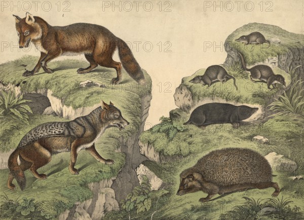 Predators (left) and insectivores: jackal, Canis aureus, fox, Vulpes vulgaris, hedgehog, Erinaceus europaeus, shrew, Sorex vulgaris, water shrew, Grossopus fodiens, eyelash shrew, Pachyura etrusca, mole, Talpa europaea, school picture, authentic reproduction of a school mural, around 1900, exact date unknown, historical