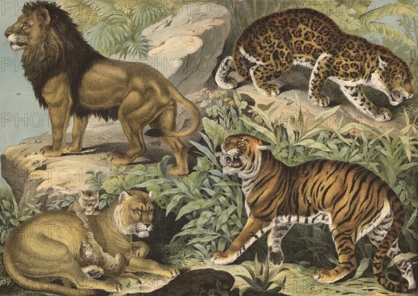 Predators: lion and lioness, Felis leo, tiger, Felis tigris, jaguar, Felis onca, school picture, authentic reproduction of a school mural, around 1900, exact date unknown, historical