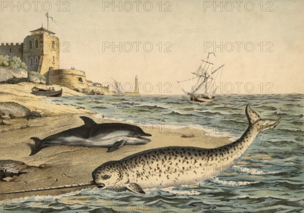 Animals: Narwhal, Monodon monoceros and dolphin, Dolphinus delphis, school painting, authentic reproduction of a school mural, around 1900, exact date unknown, historical