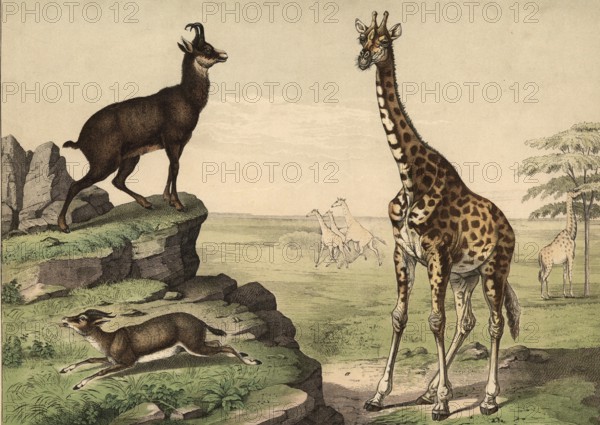 Animals, ruminants: giraffe, Camelopardis girafa, chamois, Capella rupicapra, gazelle, gazella dorcas, school painting, authentic reproduction of a school mural, around 1900, exact date unknown, historical