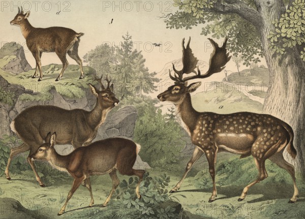 Animals: fallow deer, dama platyceros, deer, Capreolus vulgaris, cliff jumper, Oreotragus saltatrix, school picture, authentic reproduction of a school mural, around 1900, exact date unknown, historical
