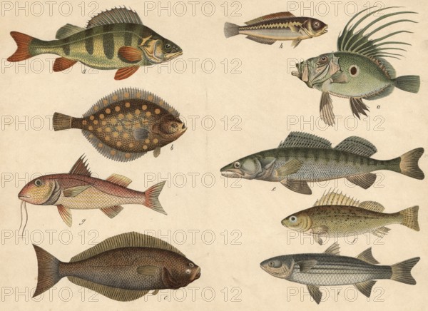 Animals, fish: sunfish or petersfish, Zeus faber, plaice, pleuronectes platessa, halibut, pleuronectes hippoglossus, river bass, Perca flaviatilis, sand perch, Perca lucioperca, tadfish, acerina cernua, mullus surmuletus, merjunker, labrus July, mullet, mugil cephalus, school picture, authentic reproduction of a school mural, around 1900, exact date unknown, historical
