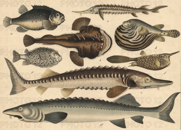 Animals, fish: clubfish or sea hare, Cyclopterus lumpus, frogfish or monkfish, Lophius piscatorius, sturgeon, Acipenser sturio, Hausen, Acipenser huso, Sterlett, Acipenser ruthenus, sea animal, Ostracion cornutus, hedgehog fish, Diodon hystrix, spiny belly, tetrodon stellatus, school picture, authentic reproduction of a school mural, around 1900, exact date unknown, historical