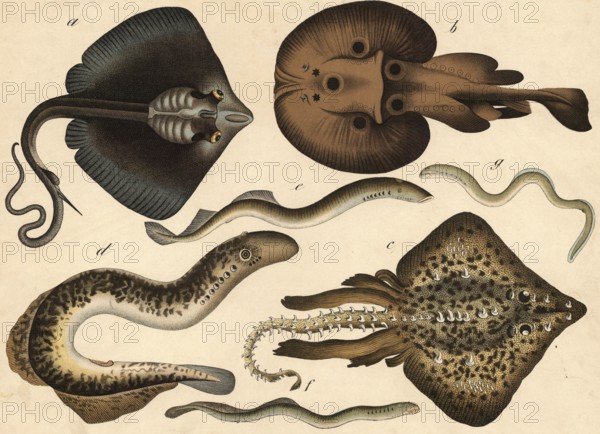 Animals, fish: eagle rays, Myliobatis aquilla, bitter rays, torpedo marmorata, sleeping ray, raja rubus, lamprete, petromyzon marinus, prike, petromyzon fluviatilis, lamprey, petromyzon planeria, owl, petromyzon branchialis, authentic reproduction of a school mural, around 1900, exact date unknown, historical