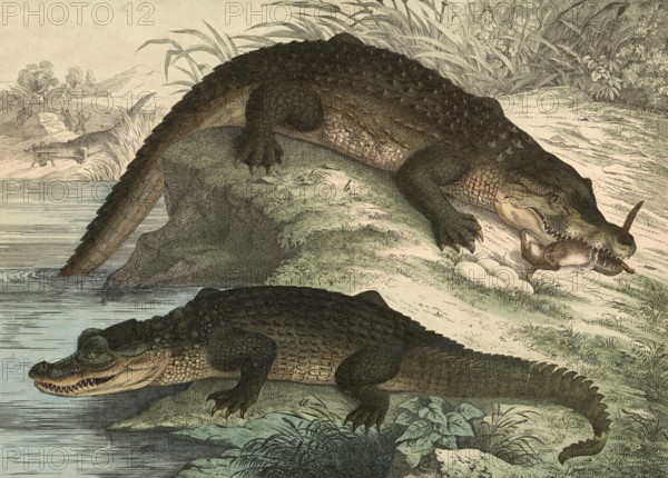 Animals, lizards: caiman, Crocodile lucius, Nile crocodile, crocodilus vulgaris, school picture, authentic reproduction of a school mural, around 1900, exact date unknown, historical