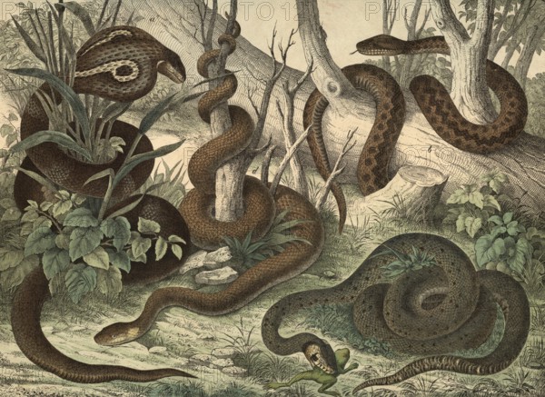 Animals, snakes: spectacled snake or Indian cobra, Naja tripudians or Naja naja, viper, Pelias berus, grass snake, Tropidonotus natrix, Aesculapian snake, Coluber aesculapii, school picture, authentic reproduction of a school mural, around 1900, exact date unknown, historical