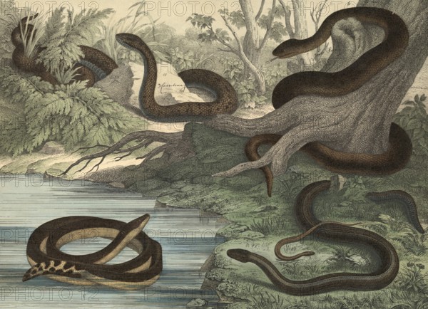 Animals, snakes and lizards: black snake, Coluber Austriacus, snake, Coluber flavescens, sea snake, Pelamis bicolor, slow worm, Anguis fragilis, school picture, authentic reproduction of a school wall painting, around 1900, exact date unknown, historical