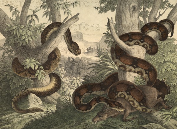 Animals, snakes: rattlesnake, Crotalus horridus, kingsnake or god snake, boa constrictor, school picture, authentic reproduction of a school mural, around 1900, exact date unknown, historical