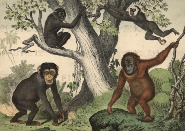Monkeys: chimpanzee, Troglodytes niger, orangutan, Simia satyrus, Gibbon, Hylobates lar, Siamang, Hylobates siamang, school picture, authentic reproduction of a school mural, around 1900, exact date unknown, historical