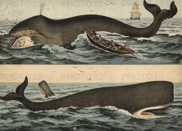 Animals: Greenland whale, Balaena mysticetus and sperm whale, Physeter macrocephalus, school picture, authentic reproduction of a school mural, around 1900, exact date unknown, historical