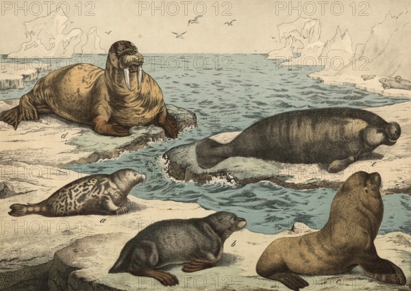 Animals: Seal, Phoca vitulina, fur seal, Otaria ursina, sea lion, Otaria jubata, walrus, Trichechus rosmarus, manatee or manatee, Manatus australis, school picture, authentic reproduction of a school mural, around 1900, exact date unknown, historical