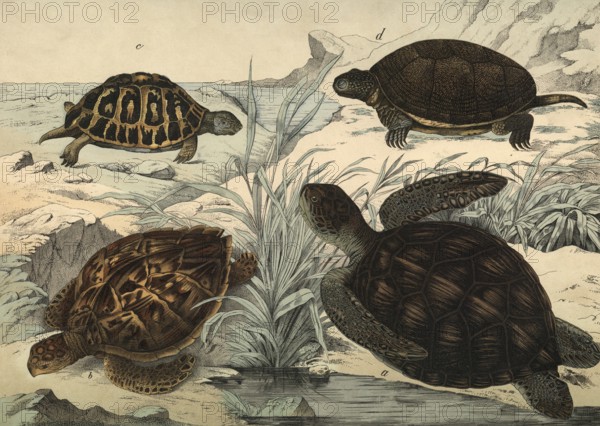 Animals, turtles: giant tortoise, Chelonia mydas, hawksbill turtle, Chelonia imbricata, Greek turtle, Testudo graeca, European river turtle, Emys europaea, school picture, authentic reproduction of a school mural, around 1900, exact date unknown, historical