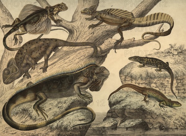 Animals, lizards: chameleon, chameleo africanus, lizard, Lacerta agilis, wall lizard, Lacerta muralis, crested iguana, iguana tuberculata, bastlisk, Basiliscus vulgaris, dragon, Draco lineatus, school picture, authentic reproduction of a school mural, around 1900, exact date unknown, historical
