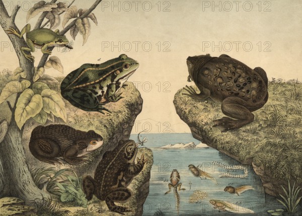 Animals, amphibians and amphibians: toad, Bufo cinereus, cross toad, Bufo calamita, pipa, pila americana, water frog, rana esculenta, tree frog, Hyla arborea, school picture, authentic reproduction of a school wall painting, around 1900, exact date unknown, historical