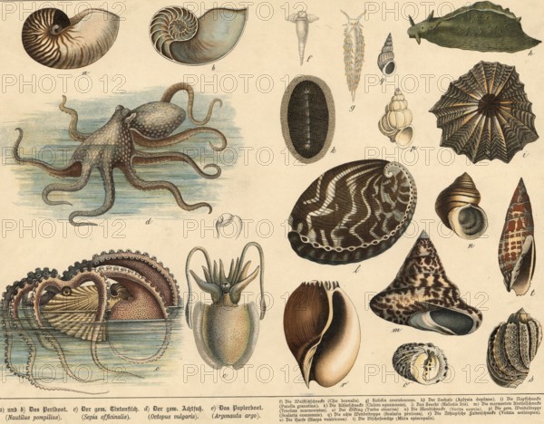 Animals: squids and snails, school picture, authentic reproduction of a school mural, around 1900, exact date unknown, historical