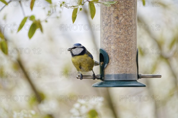 Blue tit eating seeds from a feeder. seasonal bird feeding. (Bad Salzschlirf, Hessen, Germany