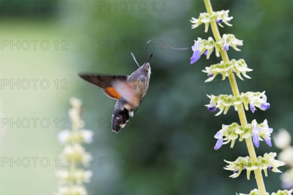 Hummingbird hawk-moth pollinates Coleus flowers