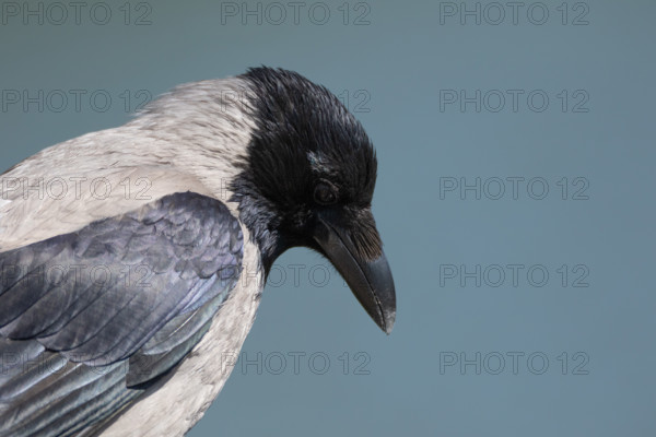 Portrait of a crow on a blue background. Miedzyzdroje, Poland