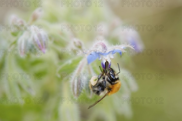 Bumblebee pollinating flowers. pollination of flowers