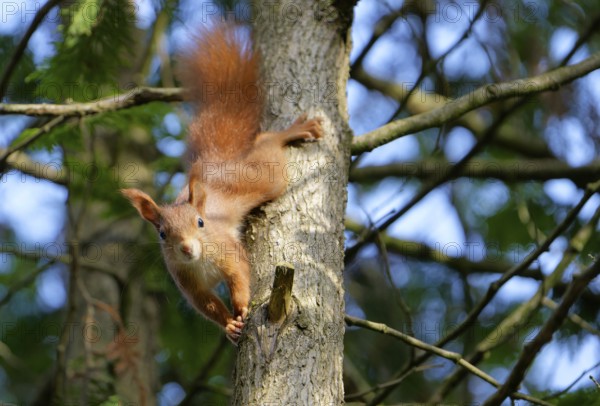 A red squirrel climbs down from the tree and watches with interest. Bad Salzschlirf, Hessen, Germany