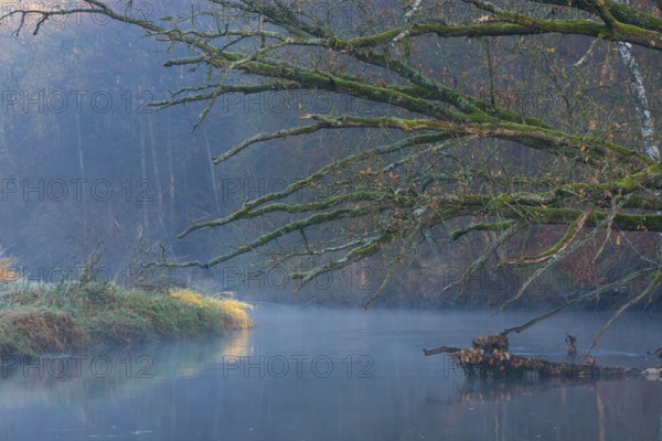Peaceful river landscape between forest and meadow with mist and calm water in autumn, ray of light falls on a bank, dead wood lies in the river, branches overgrown with moss rise far above the reflecting water, stream, river course, mysterious, mood, atmosphere, soft morning light, sunlight, trees, autumn leaves, morning, English oak (Quercus robur), warm and cool colours, mystical, fog, silence, landscape, nature, autumn, nature reserve, FFH area Ilmenau, Lüneburg, Lower Saxony, Germany