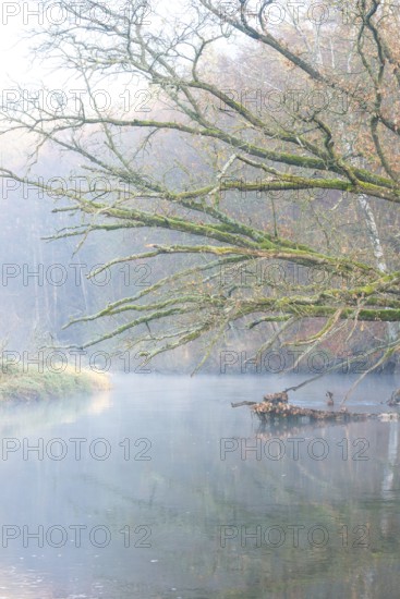 Peaceful river landscape between forest and meadow with mist and calm water in autumn, ray of light falls on a bank, dead wood lies in the river, branches overgrown with moss rise far above the reflecting water, stream, river course, mysterious, mood, atmosphere, soft morning light, sunlight, trees, autumn leaves, morning, English oak (Quercus robur), warm and cool colours, mystical, fog, silence, landscape, nature, autumn, nature reserve, FFH area Ilmenau, Lüneburg, Lower Saxony, Germany
