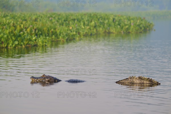 Caiman in water near swamp area with dense green vegetation, spectacled caiman (Caiman yacare, Caiman crocodilus yacare), Pantanal, Mato Grosso, Brazil