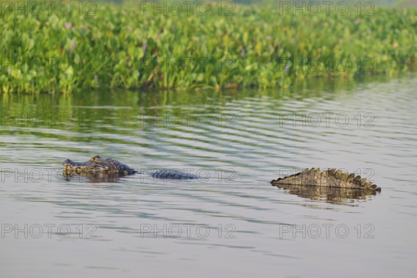 A caiman swimming in the water, surrounded by green plants and a calm atmosphere, spectacled caiman (Caiman yacare, Caiman crocodilus yacare), Pantanal, Mato Grosso, Brazil