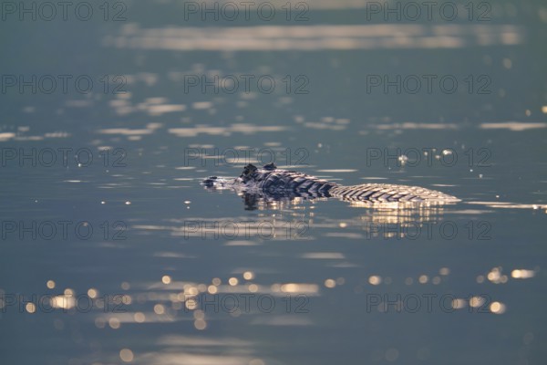 The caiman rests calmly in the still water, shimmering golden reflections everywhere, Spectacled caiman (Caiman yacare, Caiman crocodilus yacare), Pantanal, Mato Grosso, Brazil