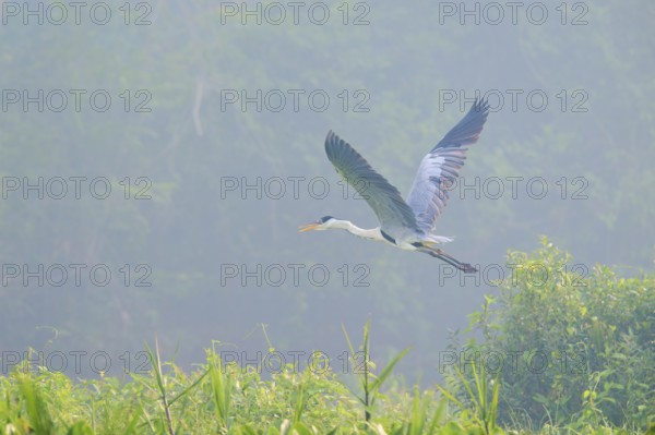 A heron flies over green vegetation in the mist, Cocoi Heron (Ardea cocoi), Pantanal, Mato Grosso, Brazil