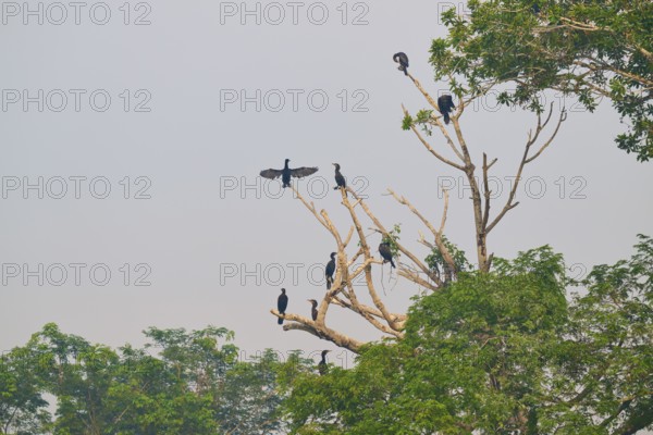 Several birds sitting and standing on the bare branches of a large tree, Olive Cormorant, Cormorant, (Phalacrocorax olivaceus), Pantanal, Mato Grosso, Brazil
