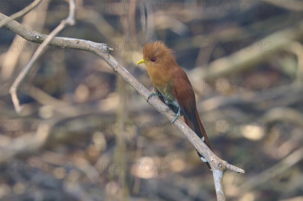 A small, brown and orange coloured bird sitting on a branch in front of a blurred natural background, Cuckoo, Cuco ardilla menor (Coccycua minuta), Pantanal, Mato Grosso, Brazil